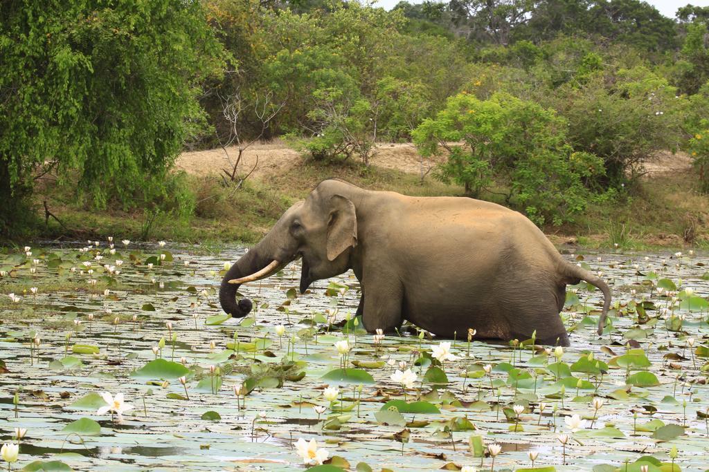 Hotel Elephant Reach Yala Exterior foto